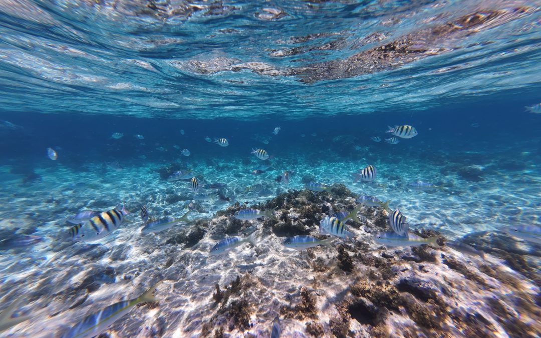 Snorkel Tours