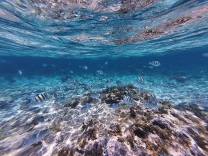 Snorkel Tours