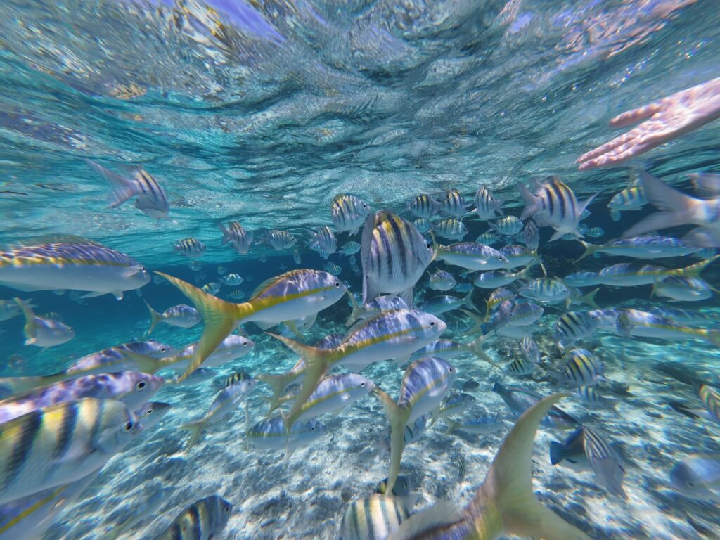 Snorkel Tours 4