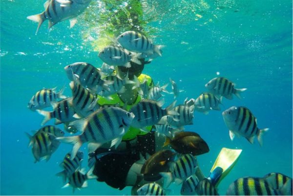 Excursión de Snorkel