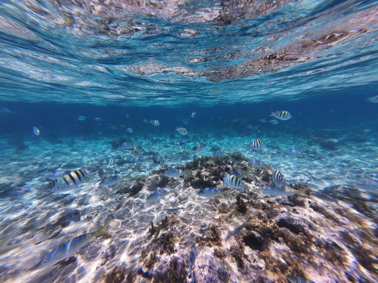 Snorkel Tours