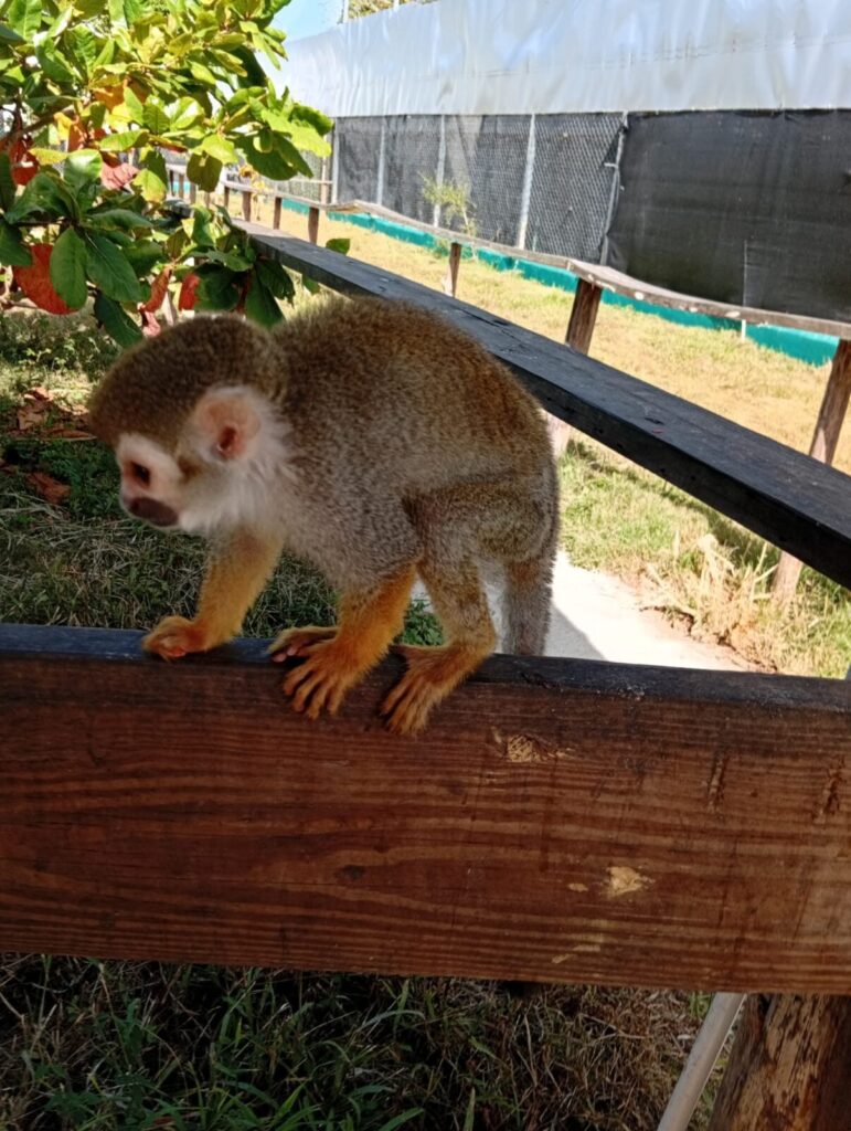 The Monkey Home: Tour de Naturaleza y Cultura 2